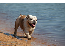 ���� �������� 087.jpg