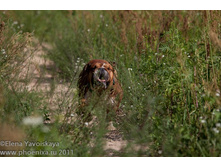 ���� �������� 101.jpg