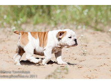 ���� �������� 262.jpg