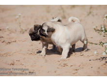 ���� �������� 132.jpg