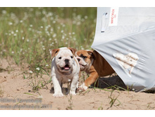 ���� �������� 275.jpg