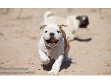 ���� �������� 281.jpg