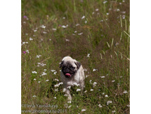 ���� �������� 285.jpg