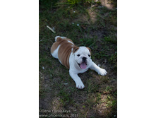 ���� �������� 293.jpg