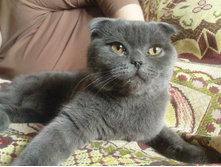 ��� ���� �����