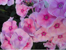 ����� ���������