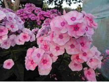 ����� ������� ���� ���  ���������