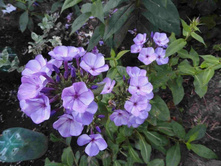 �����  ��������� ���