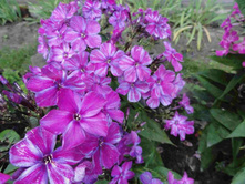 ����� �����������