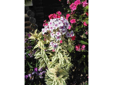 ����� ���� �� ������