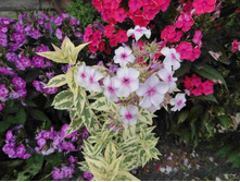 �����  ���� �� ������