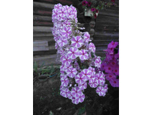 ����� ������.JPG