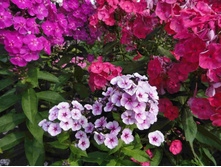 ����� ���� ����� ���