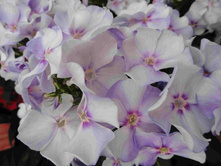 �����  �������