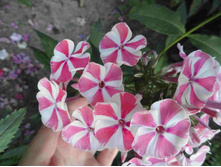 �����  �������