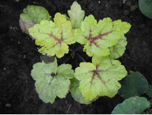 ���������� ���� ����