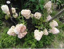 ��������� 1.JPG