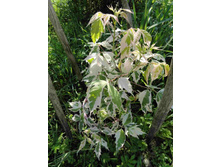 ���� ��������.JPG