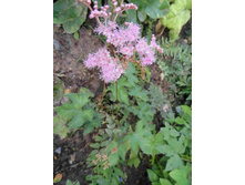 ������� ���. �������