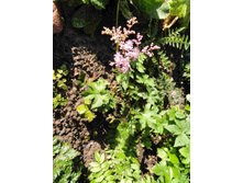 ������� ������.JPG