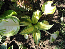 ����� �����.JPG