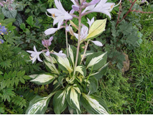 ����� �������.JPG