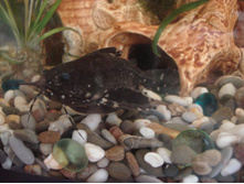 ����������� 120.jpg