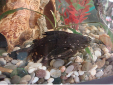 ����������� 122.jpg