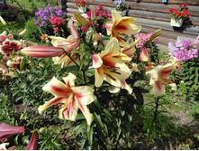 ����� �����.JPG