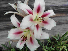 ����� �����.JPG