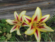 ����� ���� �����