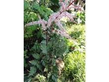 �������� ������ ����