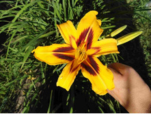 �������� ������� ( Bananza)