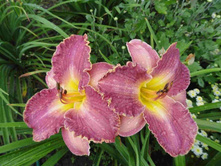 ��������  ����� ������  (David Kirchhoff)