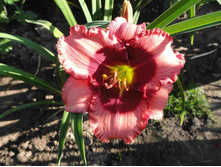 ��������  ��� ������ (Dan Mahony)