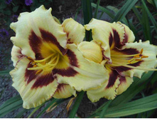 ��������  ������  ���� (Calico Jack)