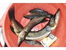 ������� �������.