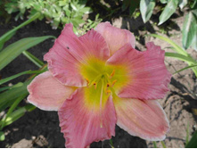 �������� ������ ��� (Final Touch)