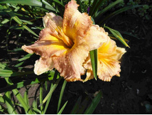 �������� ����� ����� (Darla Anita)