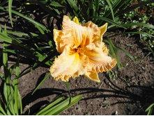 �������� ����� ����� (Darla Anita)