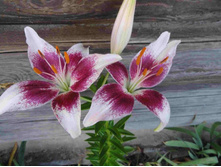 �� ��������� ����.JPG