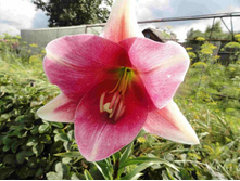 �����  ���� �����