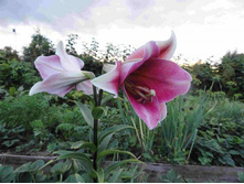 ����� ���� �����