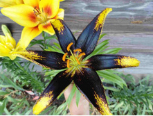 �����  ���������.JPG