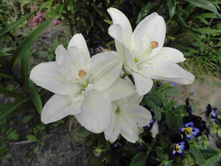 ����� ���������  ����.JPG