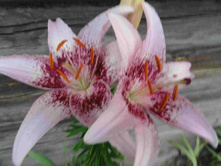 ����� ��� ���.JPG