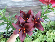 ����� ������.JPG