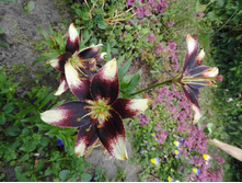 ����� ������ �����.JPG