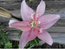 ����� �����.JPG