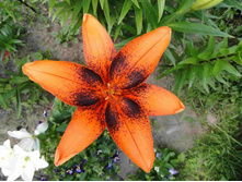 ����� �����  ���